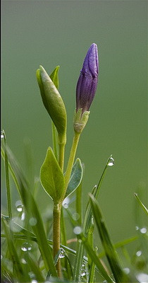 Meténg virágbimbó kép